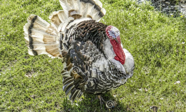 What Do You Call a Male Turkey? Poultry Terms Explained