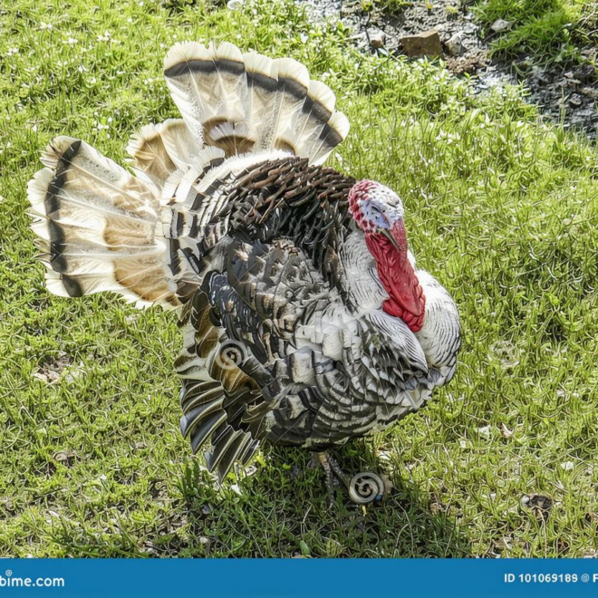 What Do You Call a Male Turkey? Poultry Terms Explained