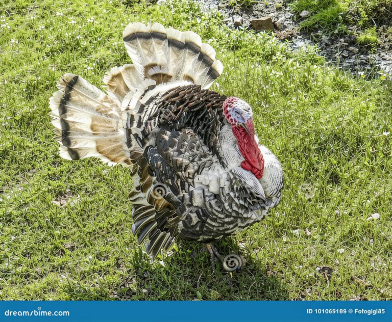 What Do You Call a Male Turkey? Poultry Terms Explained