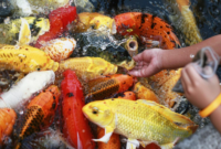What Do Coy Fish Eat? Natural Diets and Feeding Best Practices