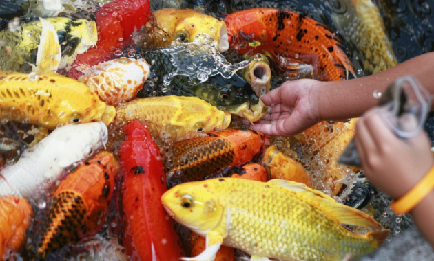 What Do Coy Fish Eat? Natural Diets and Feeding Best Practices