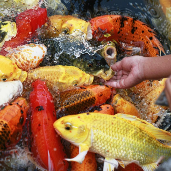 What Do Coy Fish Eat? Natural Diets and Feeding Best Practices