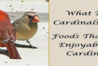 What Do Cardinals Like to Eat? Best Backyard Bird Foods