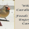 What Do Cardinals Like to Eat? Best Backyard Bird Foods