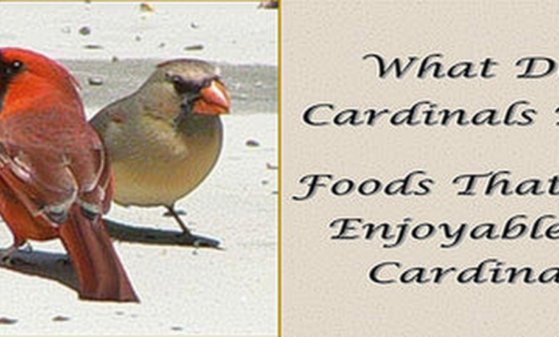What Do Cardinals Like to Eat? Best Backyard Bird Foods