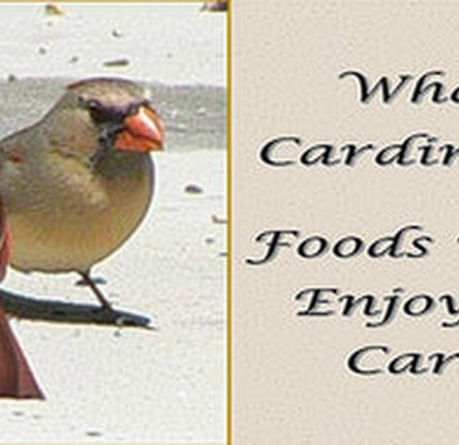 What Do Cardinals Like to Eat? Best Backyard Bird Foods