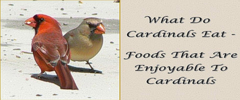 What Do Cardinals Like to Eat? Best Backyard Bird Foods