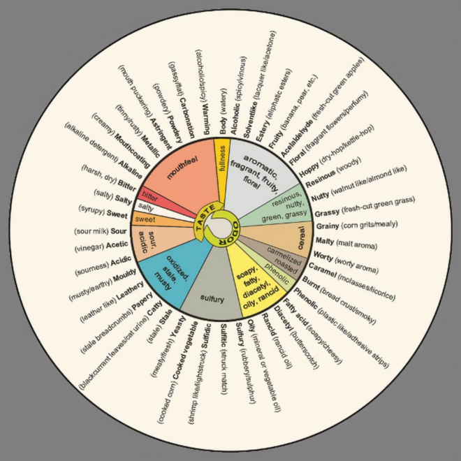 What Do Beers Taste Like? A Beginner’s Guide to Beer Flavors