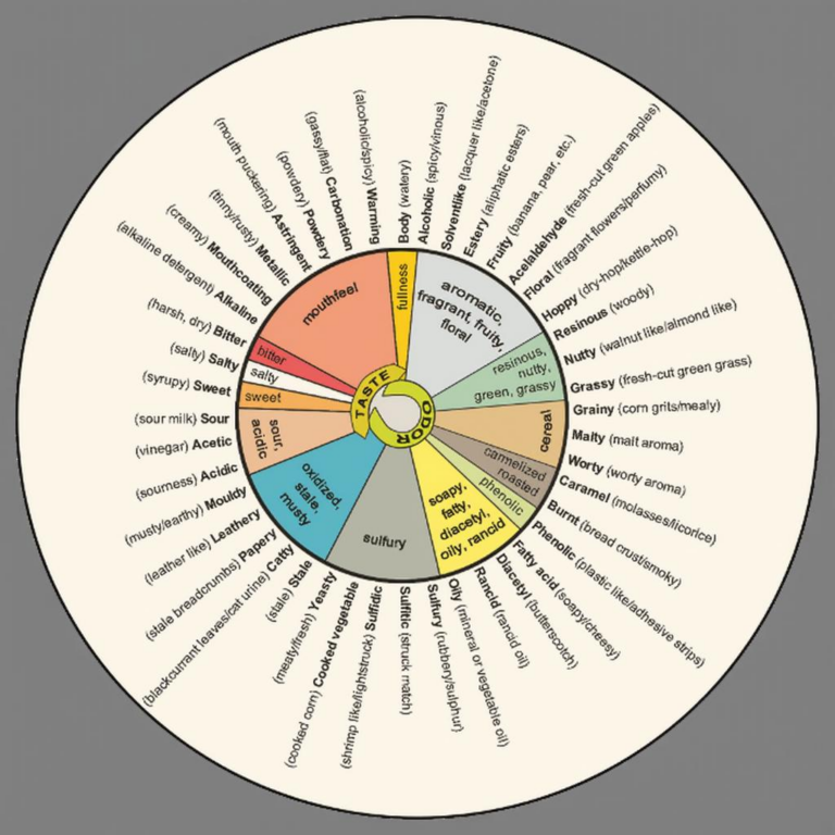 What Do Beers Taste Like? A Beginner’s Guide to Beer Flavors
