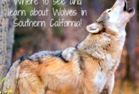 Are There WOLVES in Southern California?
