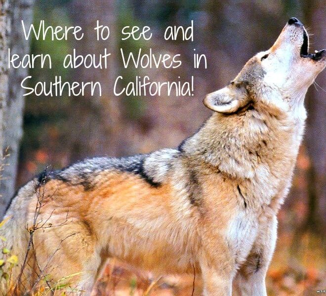 Are There WOLVES in Southern California?