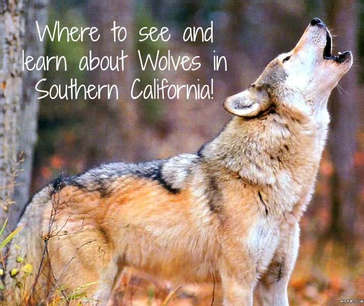 Are There WOLVES in Southern California?