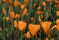 Best Places to See Wildflowers & Poppies in Southern California