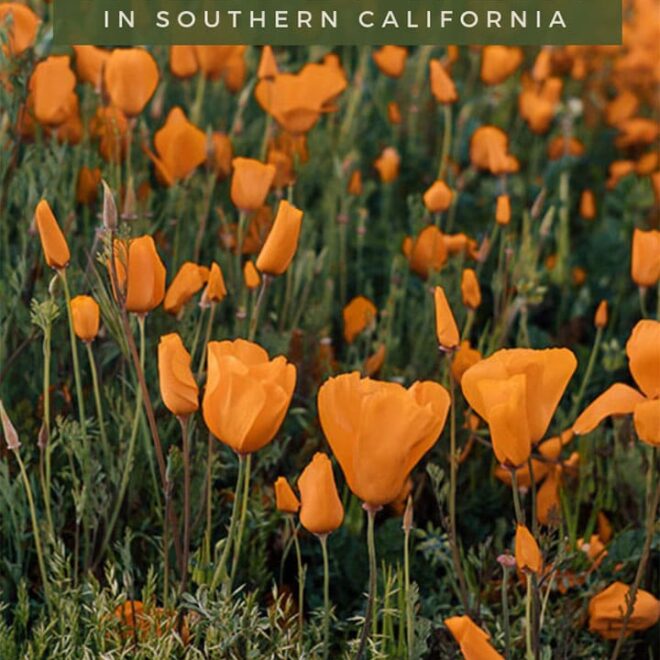 Best Places to See Wildflowers & Poppies in Southern California