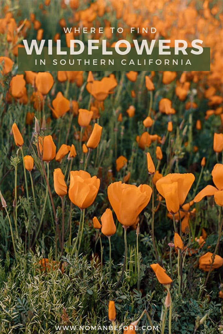 Best Places to See Wildflowers & Poppies in Southern California