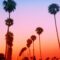 The Surprising Truth About SoCal Palm Trees