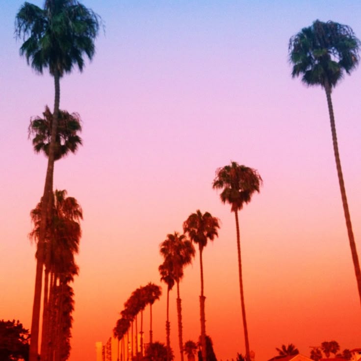 The Surprising Truth About SoCal Palm Trees