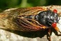 Cicadas Coming to SoCal? What You Need to Know