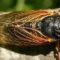 Cicadas Coming to SoCal? What You Need to Know