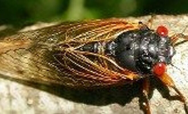 Cicadas Coming to SoCal? What You Need to Know