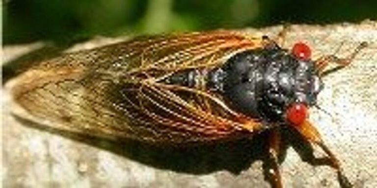 Cicadas Coming to SoCal? What You Need to Know