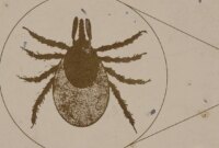 Ticks in SoCal – Hidden Danger in Your Backyard
