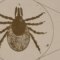 Ticks in SoCal – Hidden Danger in Your Backyard