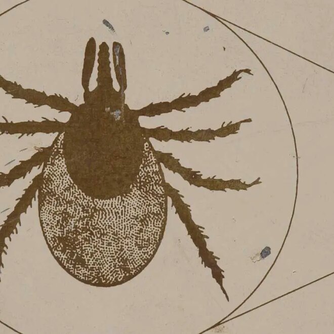 Ticks in SoCal – Hidden Danger in Your Backyard