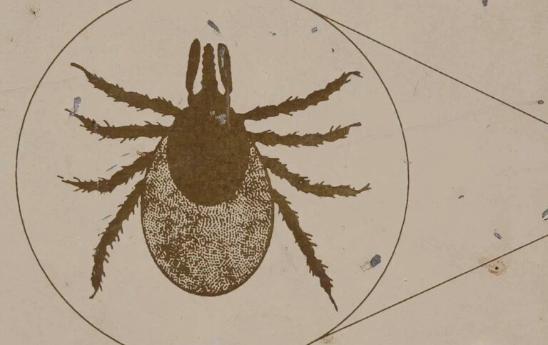 Ticks in SoCal – Hidden Danger in Your Backyard