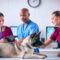 Is a Vet Considered a Healthcare Provider? (Clear Answer)