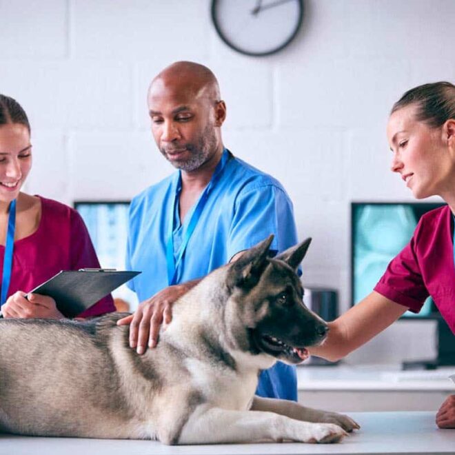 Is a Vet Considered a Healthcare Provider? (Clear Answer)