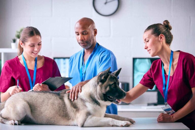Is a Vet Considered a Healthcare Provider? (Clear Answer)